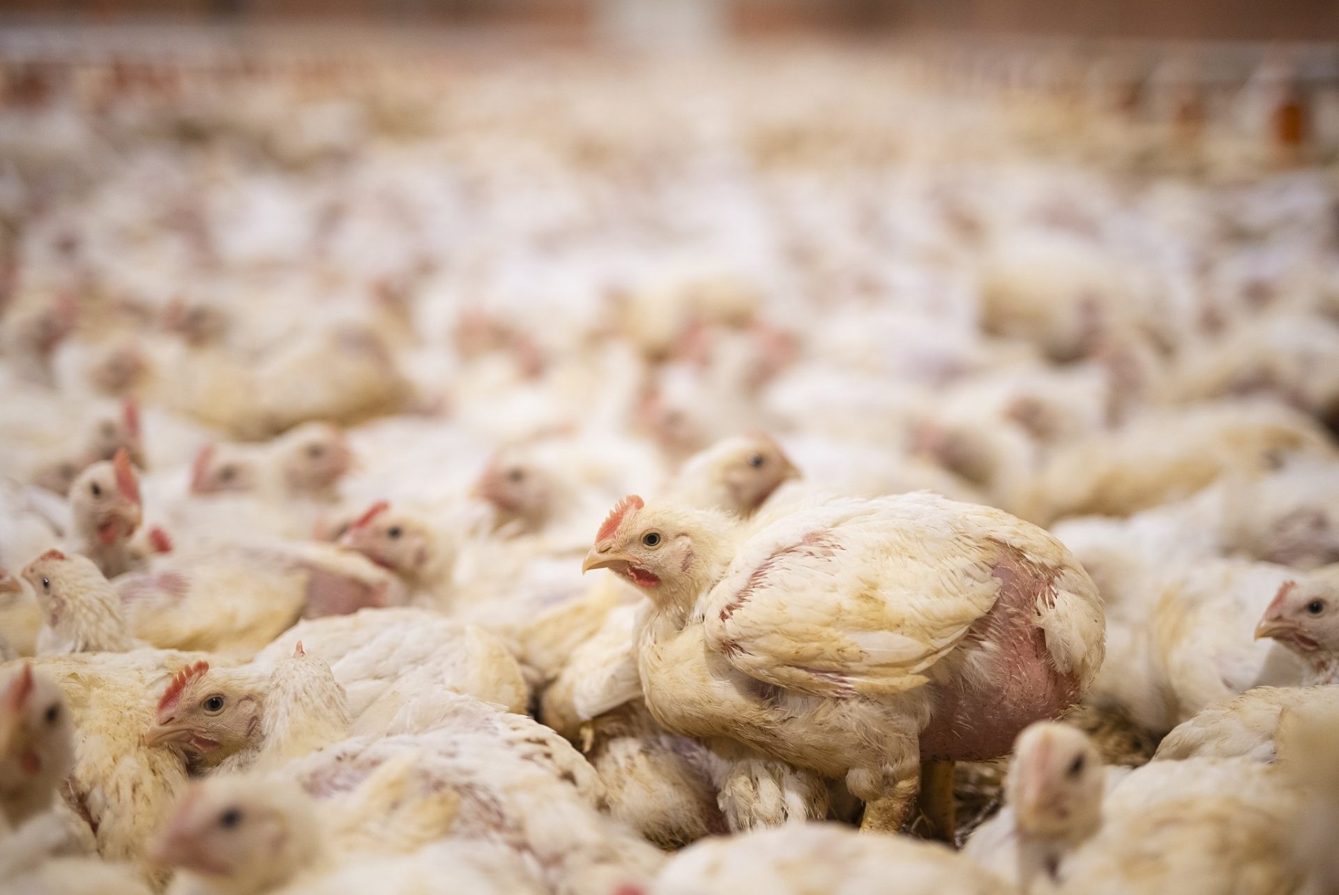 L214 enquête élevage industriel poulets