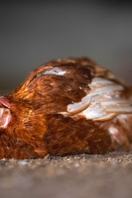 L214 enquête poules pondeuses au sol