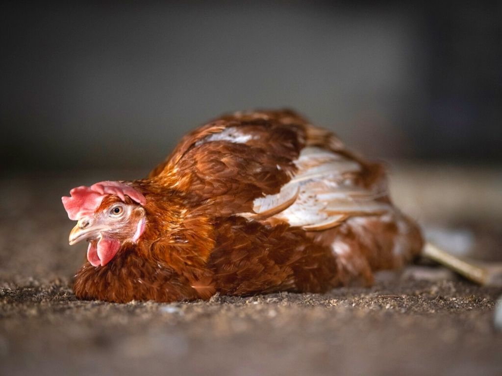 L214 enquête poules pondeuses au sol