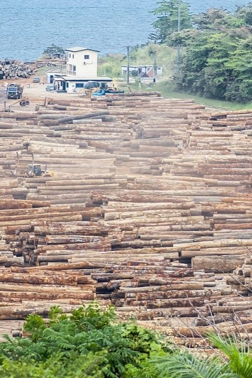 forêts d'afrique centrale poumon vert vulnérable