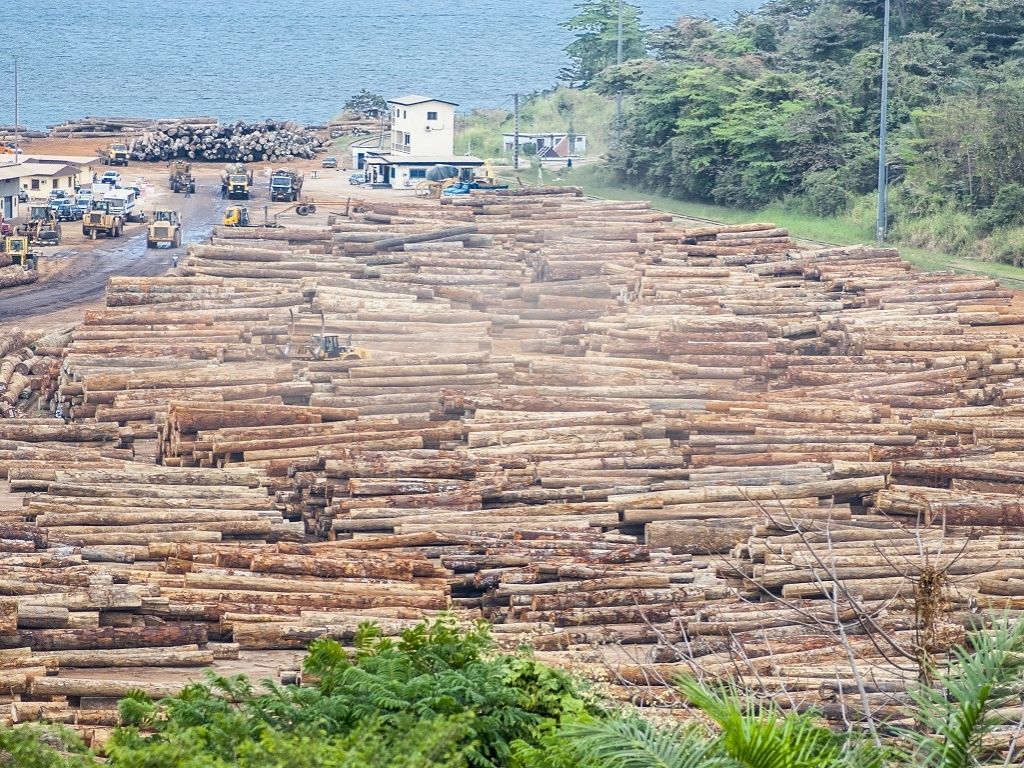 forêts d'afrique centrale poumon vert vulnérable