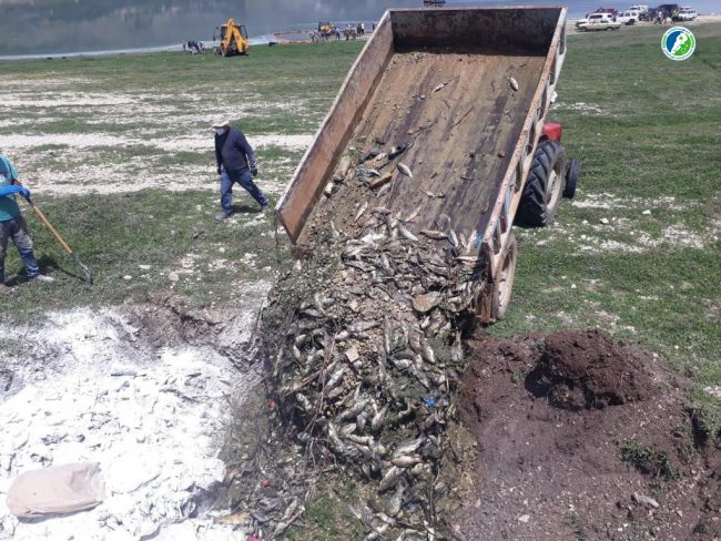 liban poissons morts lac Qaraoun
