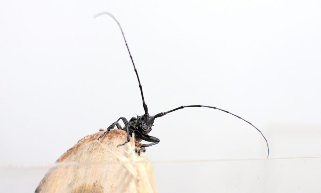 longicorne asiatique