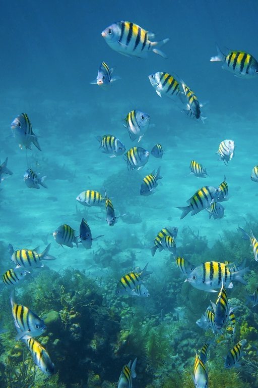 Les poissons délaissent les tropiques sous l'effet du réchauffement climatique