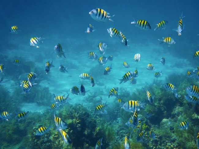 Les poissons délaissent les tropiques sous l'effet du réchauffement climatique