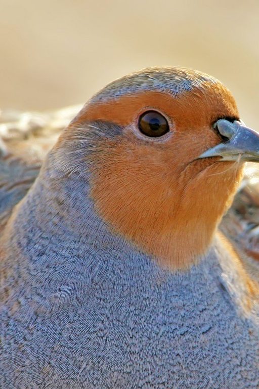 L'imidaclopride, un puissant néonicotinoïde, est à l'origine du déclin des oiseaux dans les campagnes françaises.