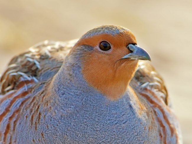 L'imidaclopride, un puissant néonicotinoïde, est à l'origine du déclin des oiseaux dans les campagnes françaises.