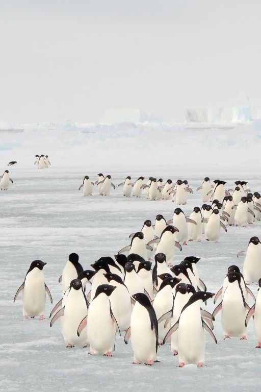 antarctique aires marines protégées