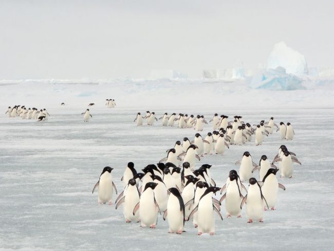 antarctique aires marines protégées