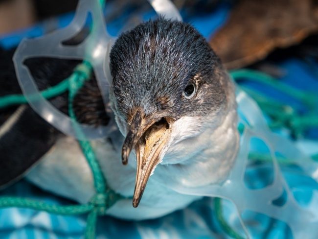 pollution plastique preoccupation