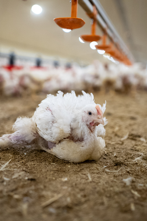 L214 dénonce les conditions d'élevage des poulets chez Maître Coq dans les Pays de la Loire