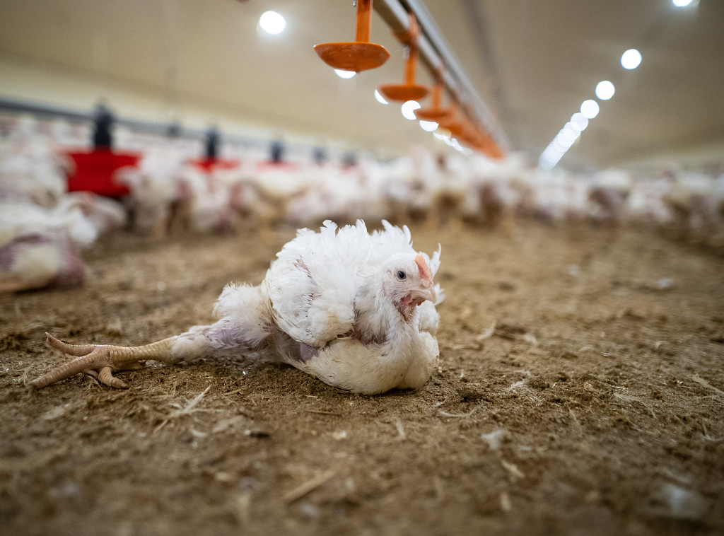 L214 dénonce les conditions d'élevage des poulets chez Maître Coq dans les Pays de la Loire