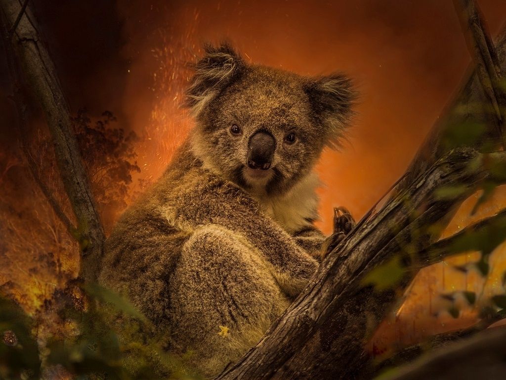 koalas disparition