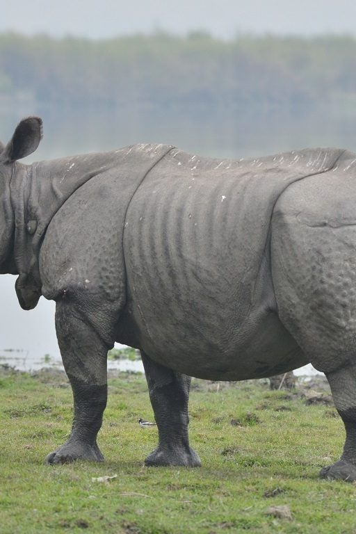 Le dérèglement climatique et les inondations menacent les rhinocéros d'Asie