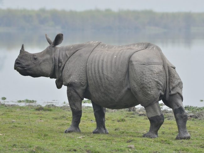 Le dérèglement climatique et les inondations menacent les rhinocéros d'Asie