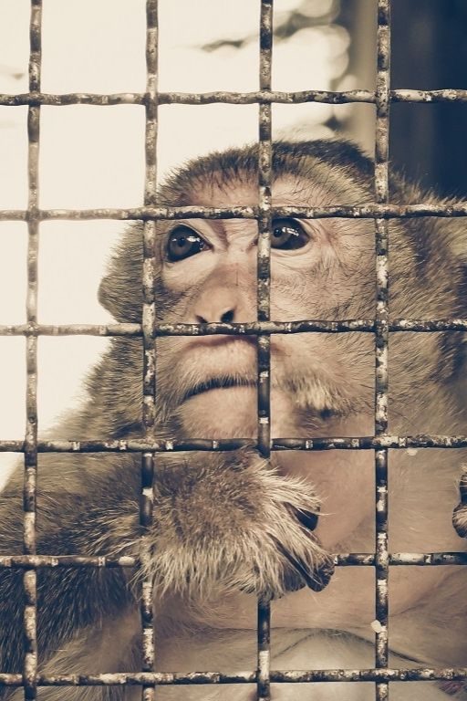 singe derrière barreaux maltraitance animale