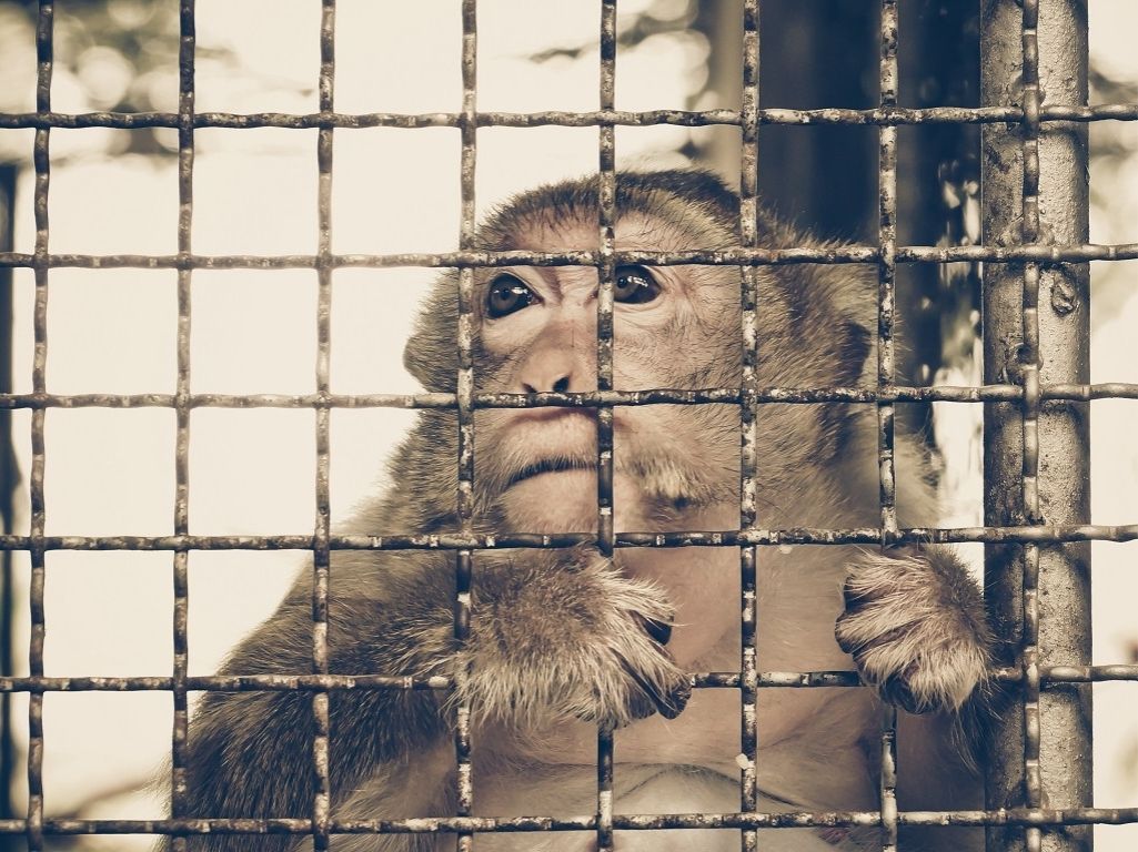 singe derrière barreaux maltraitance animale