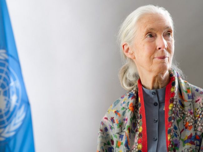 Jane Goodall 1.000 milliards d’arbres