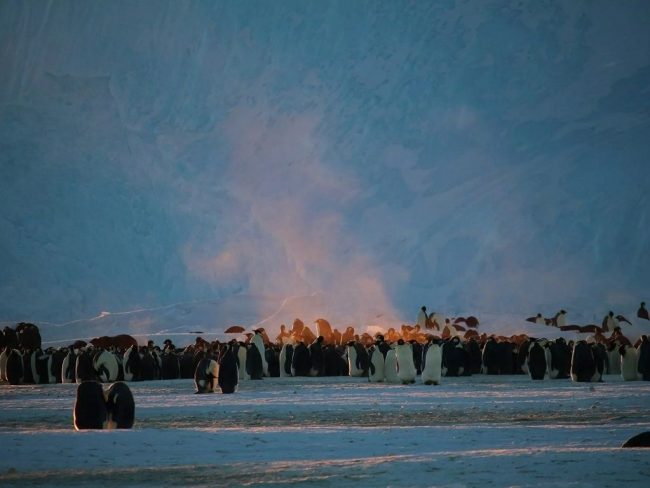 L'Antarctique terre de sciences et de paix à l'ambassade d'australie