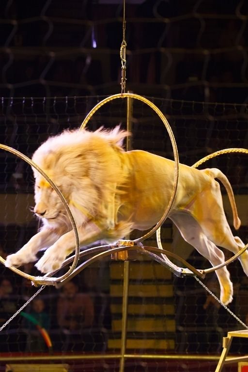 animaux sauvages cirques