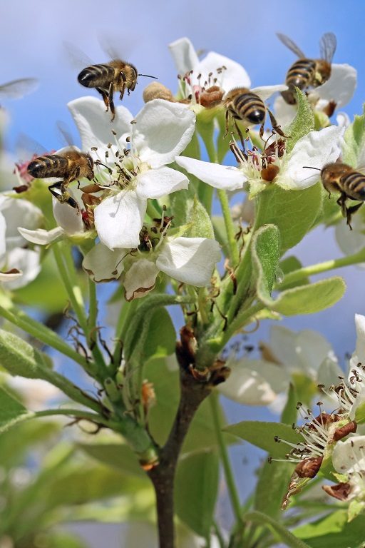 Plantes à fleurs et pollinisateurs