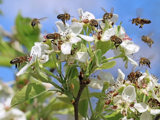 Plantes à fleurs et pollinisateurs