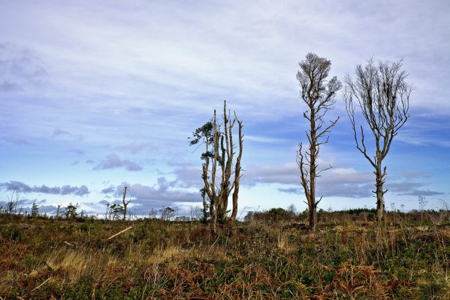 Commission Europeenne veut enrayer la déforestation
