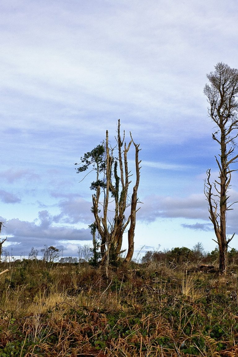 Commission Europeenne veut enrayer la déforestation