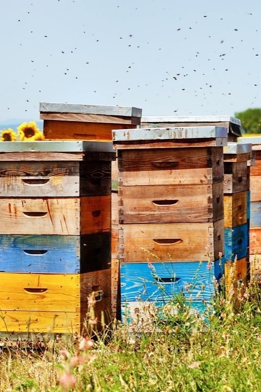 plan pollinisateurs abeilles