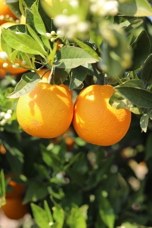 clémentines corses effet changement climatique