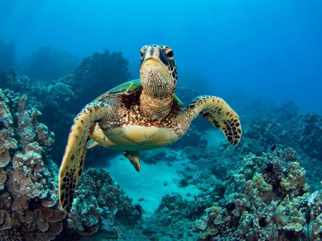 tortue galapagos