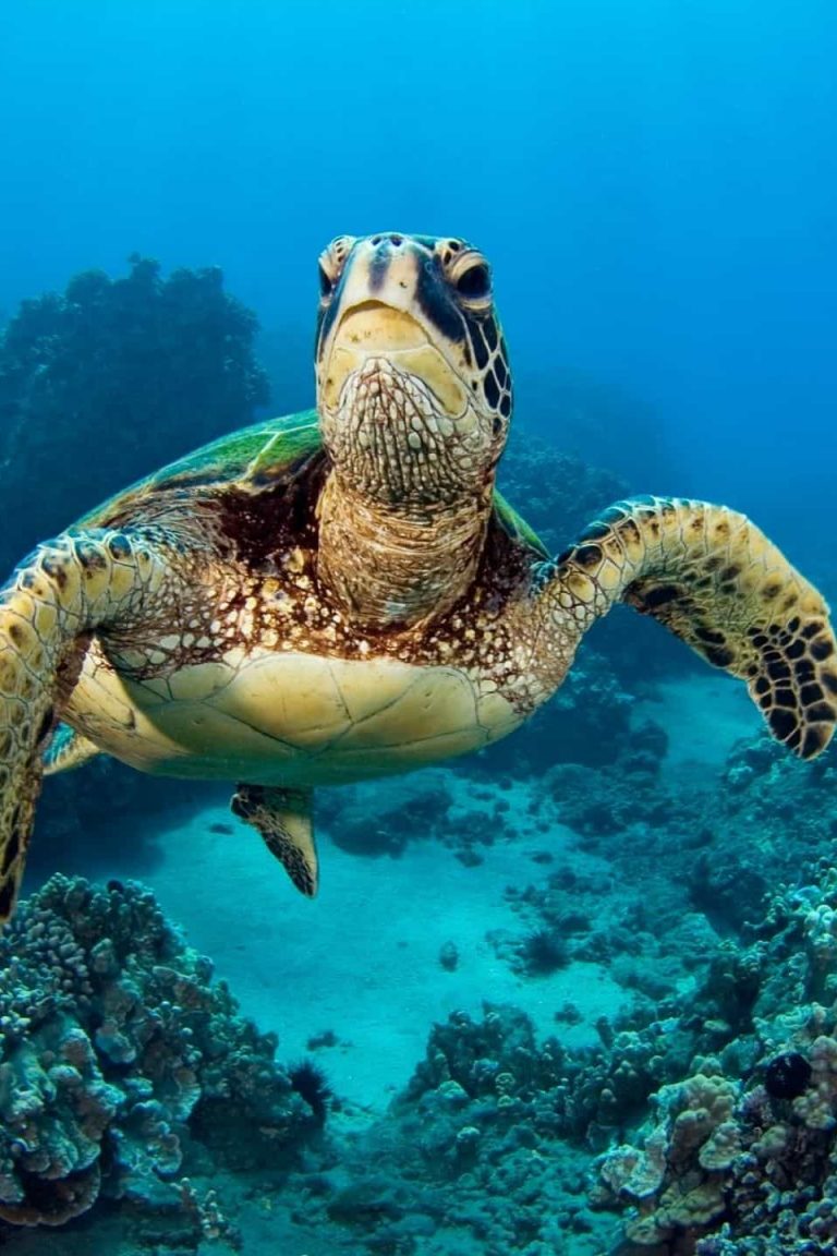 tortue galapagos