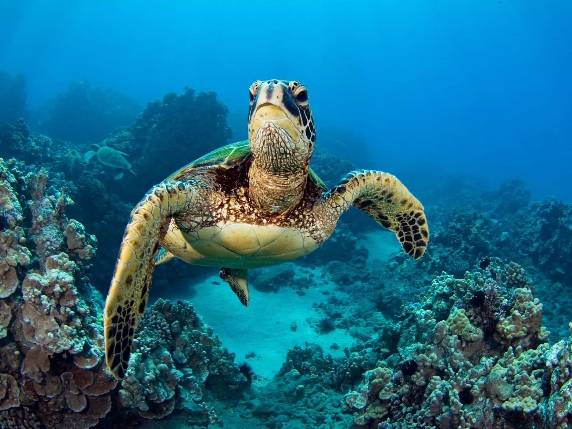 tortue galapagos