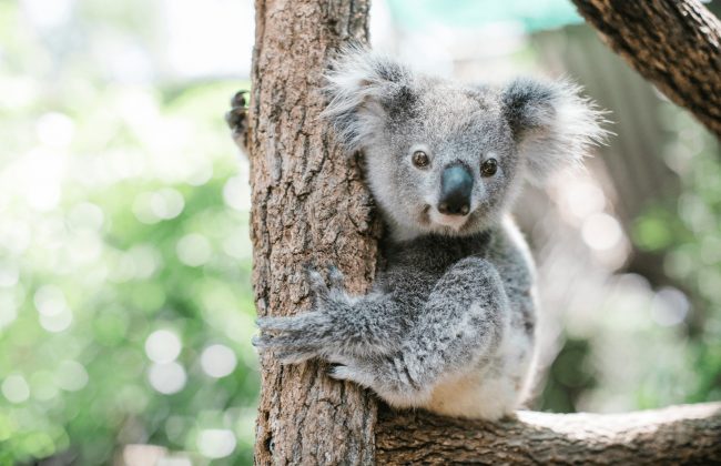 koala en danger