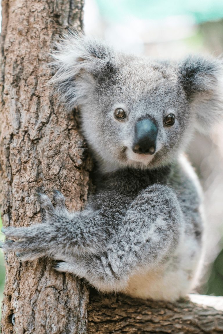 koala en danger