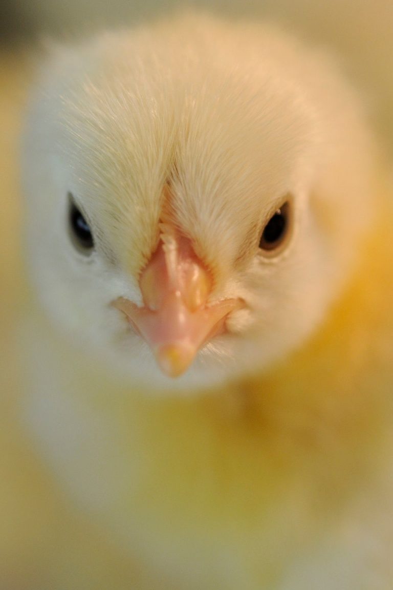 Fin broyage poussins mâles