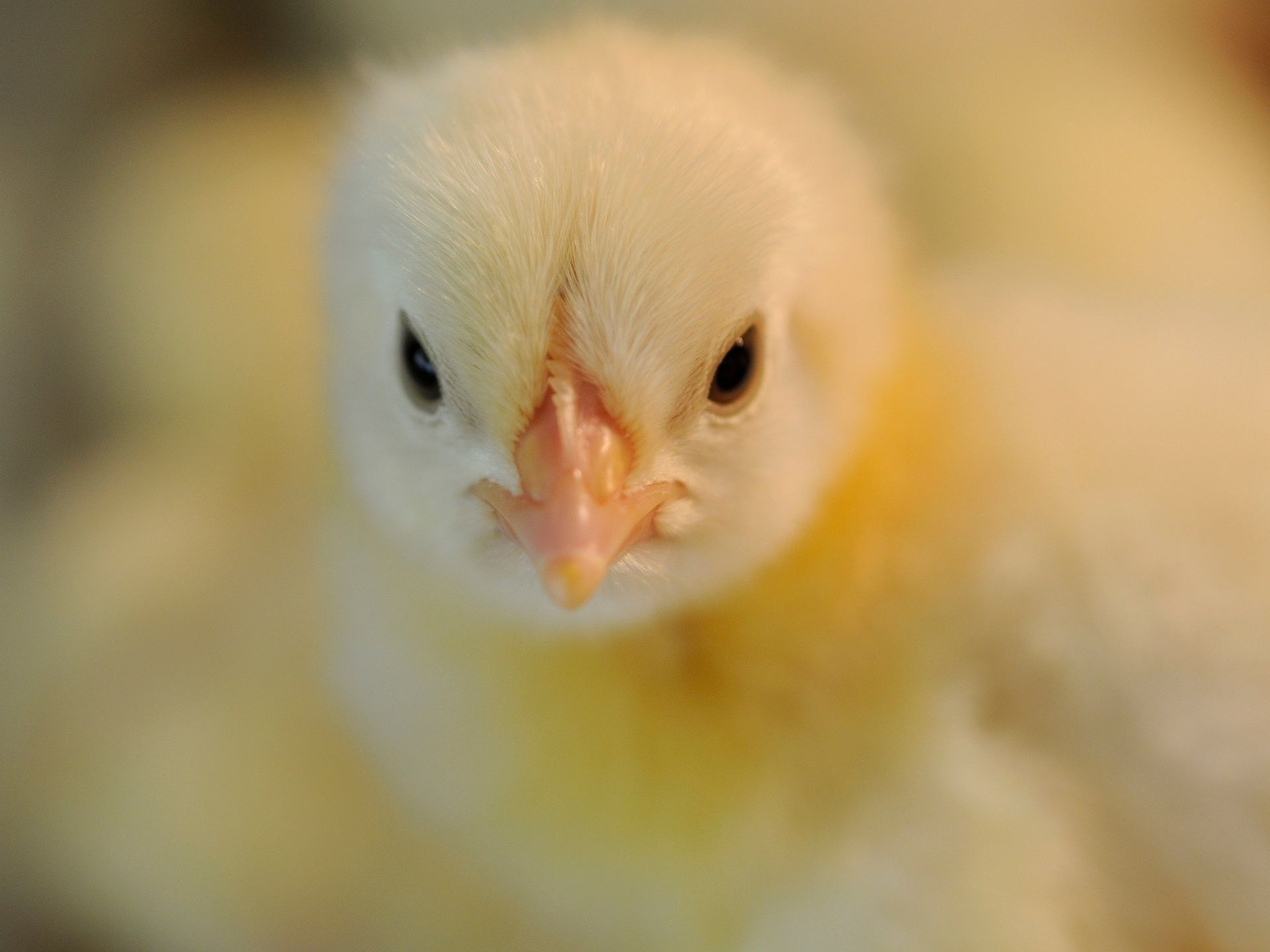 Fin broyage poussins mâles