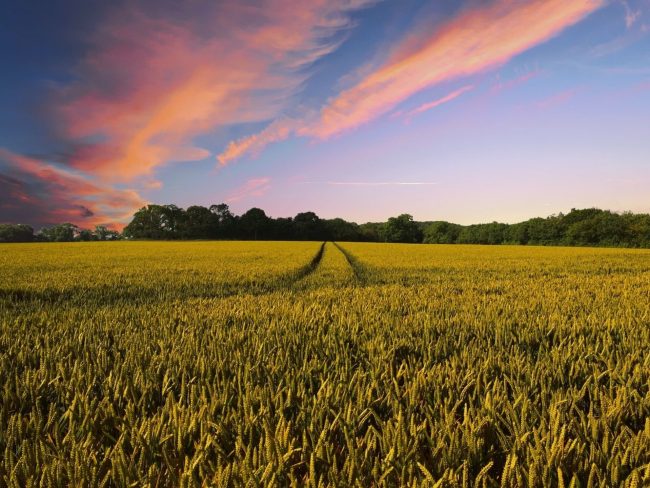 La France est le premier producteur agricole européen. // PHOTO : Pixabay.