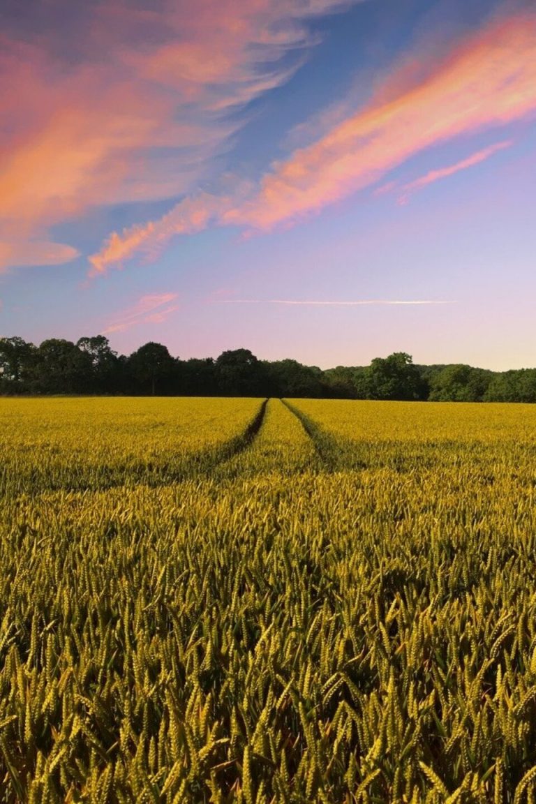 La France est le premier producteur agricole européen. // PHOTO : Pixabay.