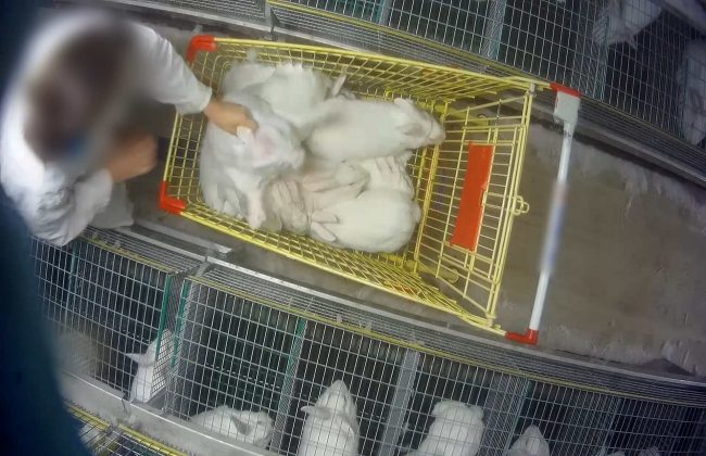 élevage lapins