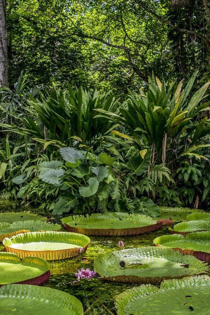 amazonie protecteurs biodiversité