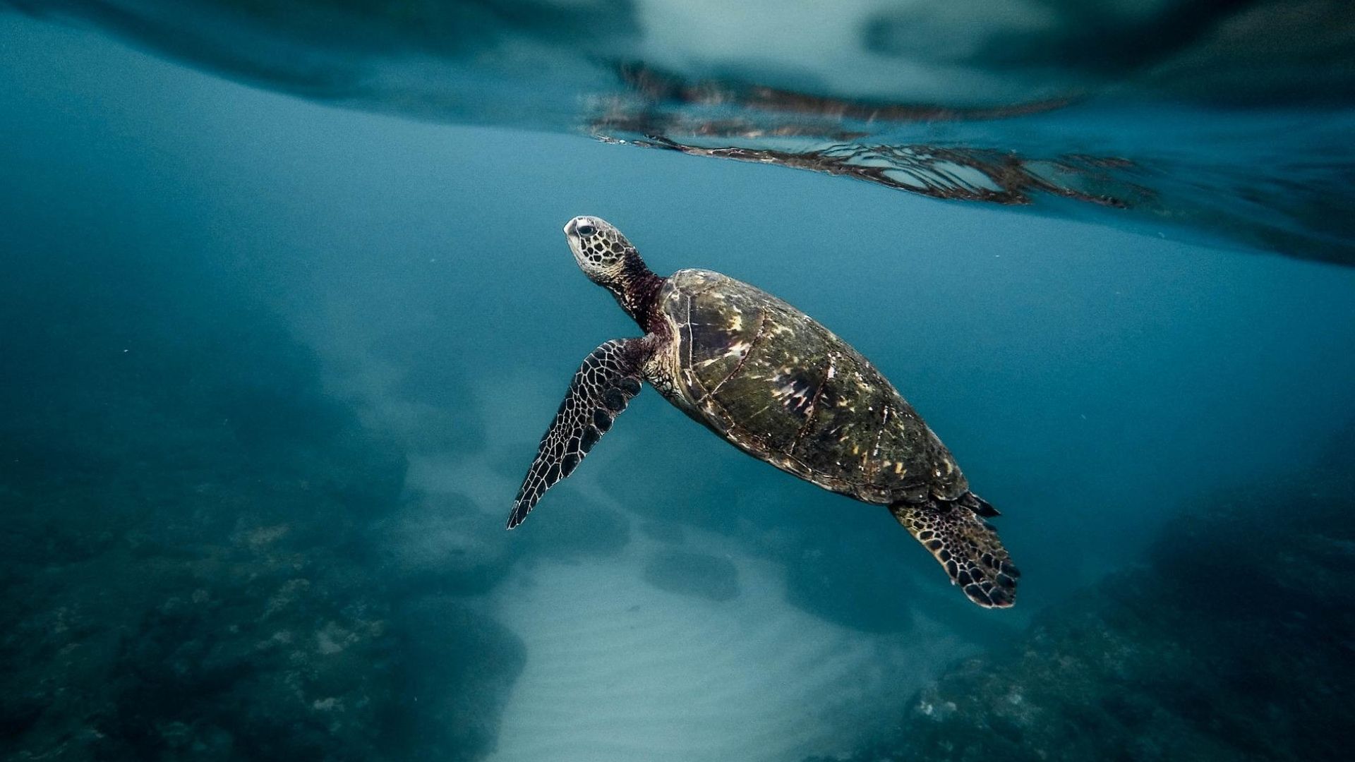 Image : tortue marine