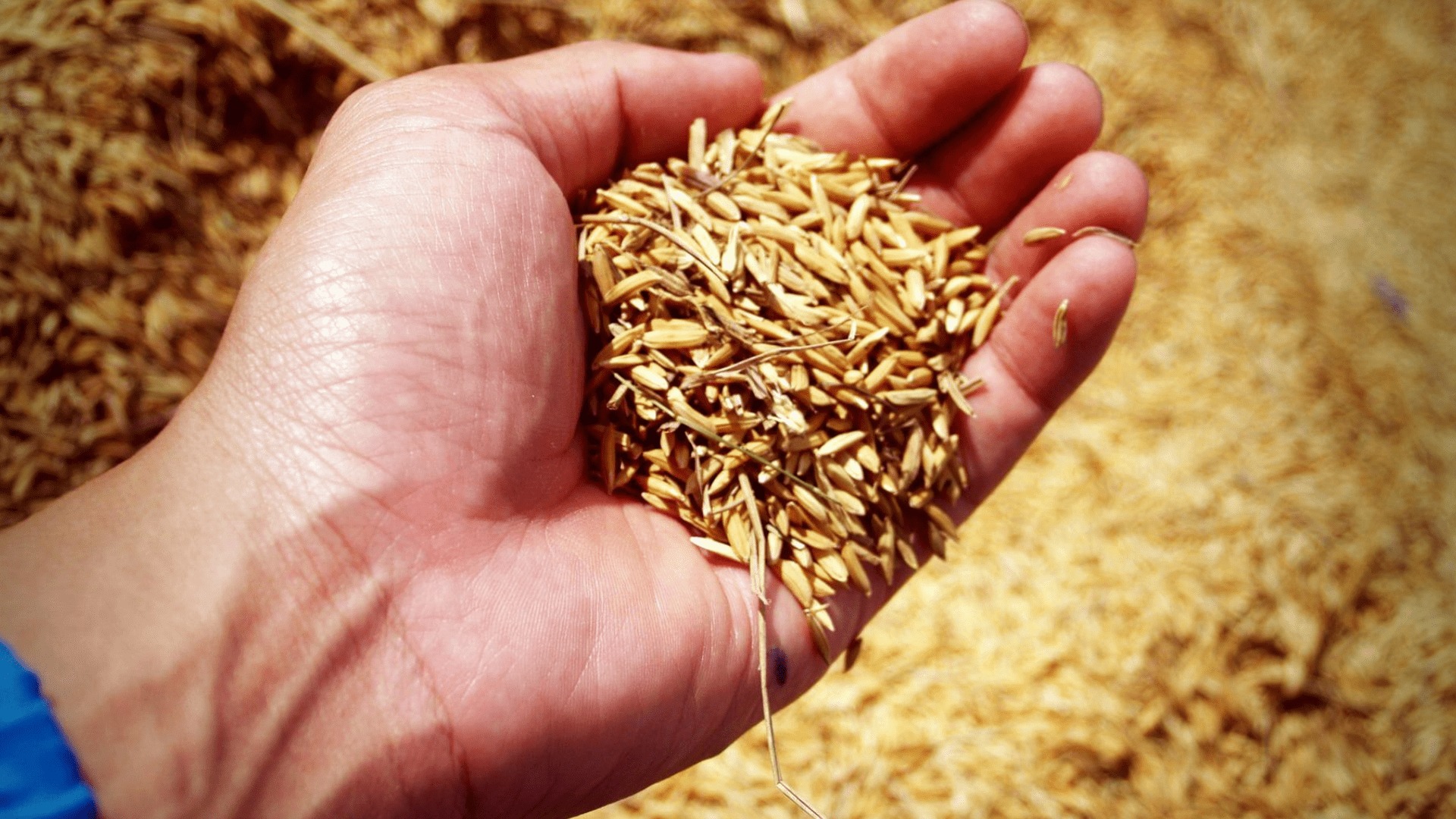 Sécheresse : le dilemme des agriculteurs du Val de Loire