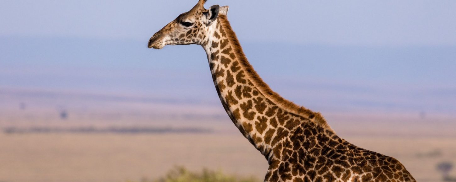 girafe d'Afrique