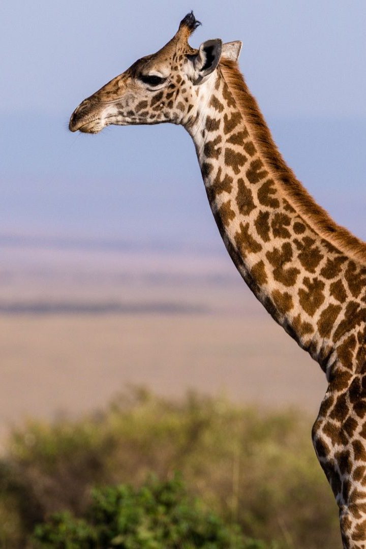 girafe d'Afrique