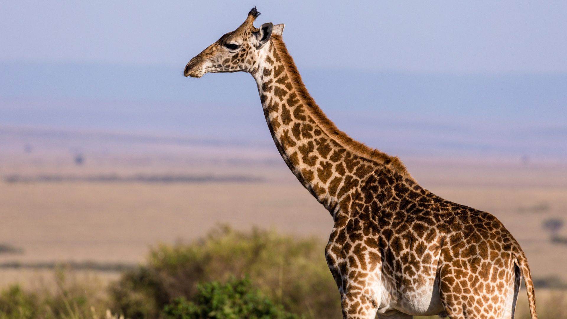 girafe d'Afrique