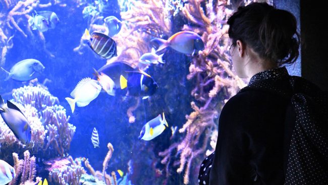 Les 11 et 12 juin, l'Aquarium du Palais de la Porte dorée organise une Fête des océans.// PHOTO : Anne Volery