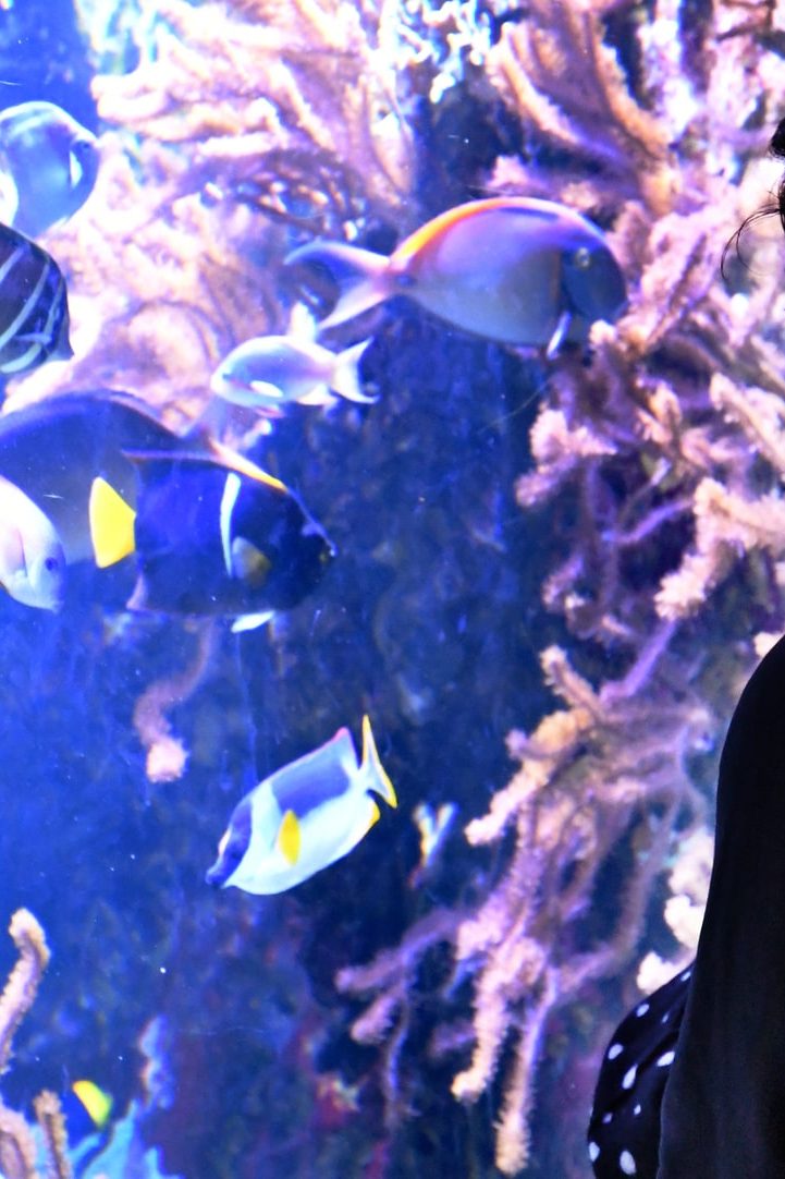 Les 11 et 12 juin, l'Aquarium du Palais de la Porte dorée organise une Fête des océans.// PHOTO : Anne Volery