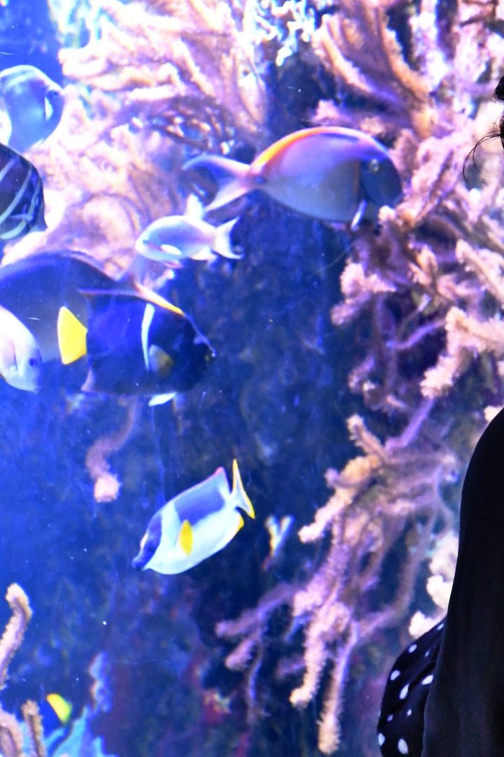 Les 11 et 12 juin, l'Aquarium du Palais de la Porte dorée organise une Fête des océans.// PHOTO : Anne Volery
