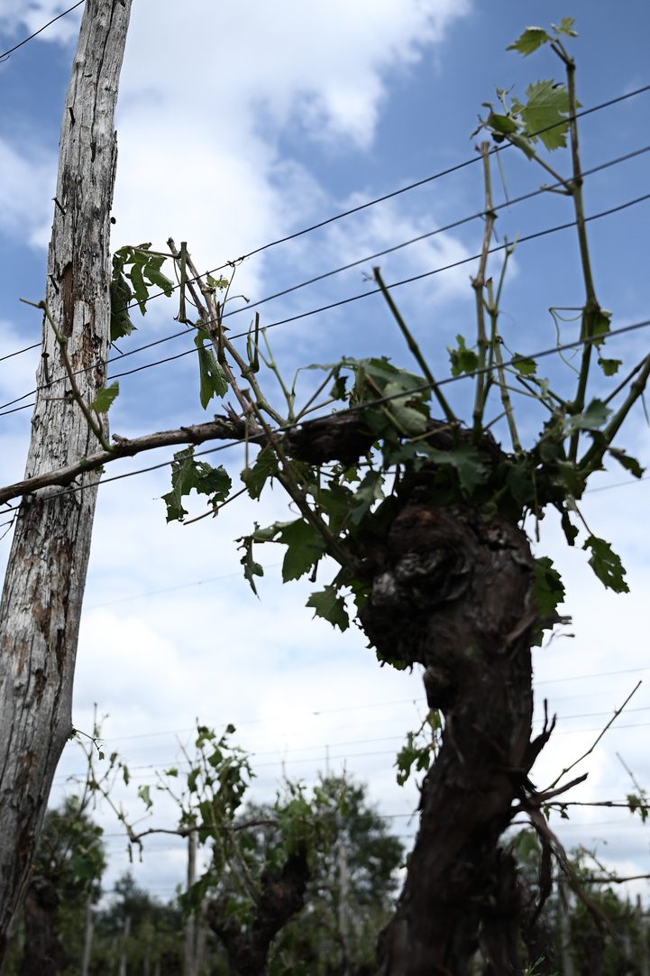 À Mont-de-Marsan, les vignes ont été endommagées par de violents orages ce week-end. // PHOTO Philippe Lopez / AFP.